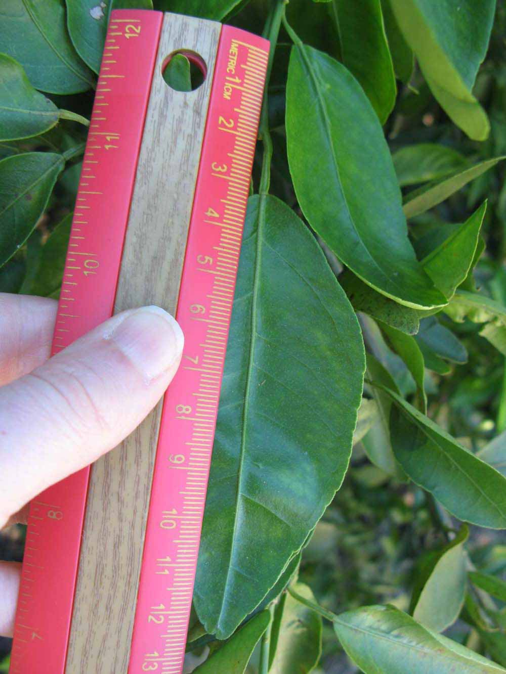              Unifoliolate leaf (Winter Haven, FL)       